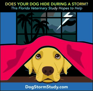 article image - Dog-Storm-Study-Graphic-2026